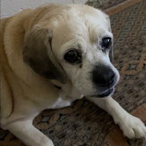 Meet your Posher, Deborah